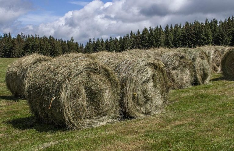 High-quality alfafa for livestock feed