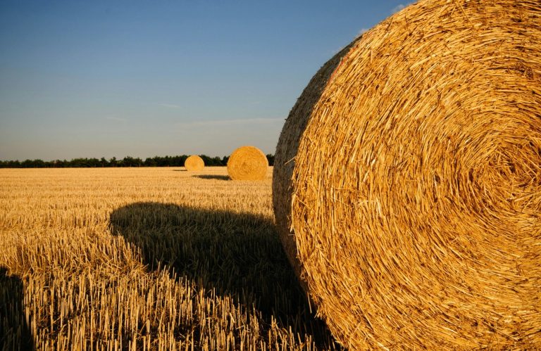 High-quality hay for animal feed