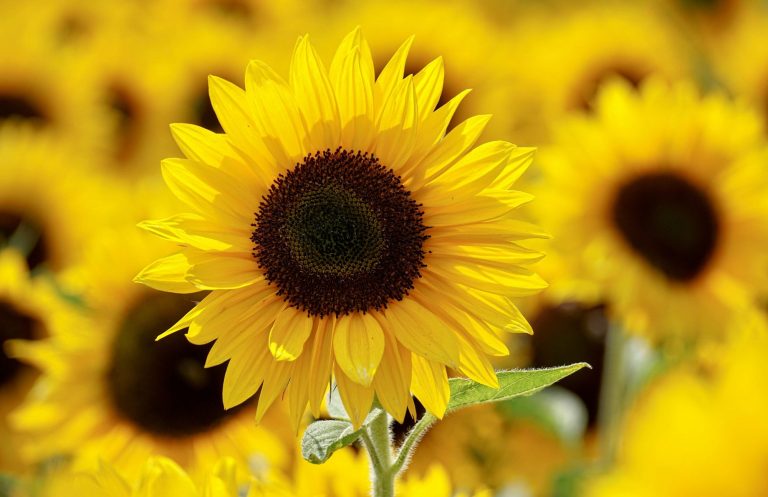 Premium sunflower oil for culinary and industrial use